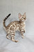 Susie | bengal kitten
