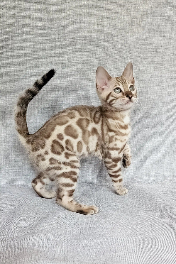 Susie | bengal kitten