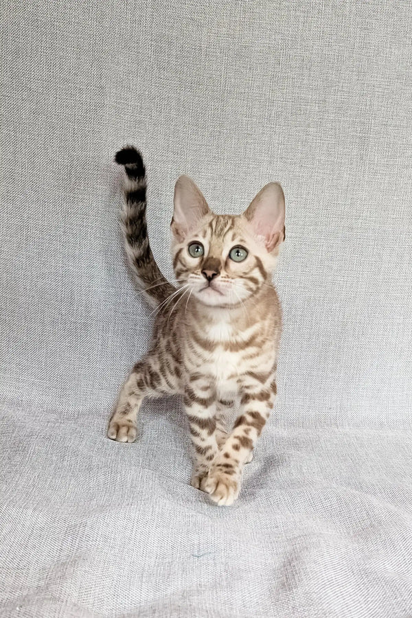 Susie | bengal kitten