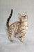 Susie | bengal kitten