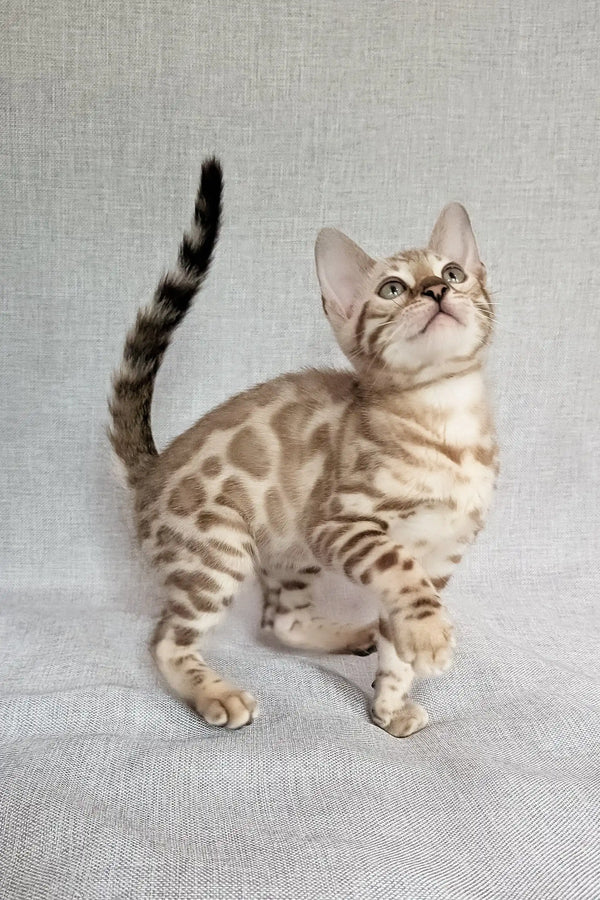 Susie | bengal kitten
