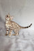 Susie | bengal kitten