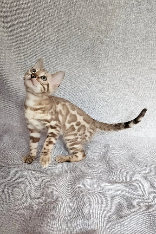 Susie | bengal kitten