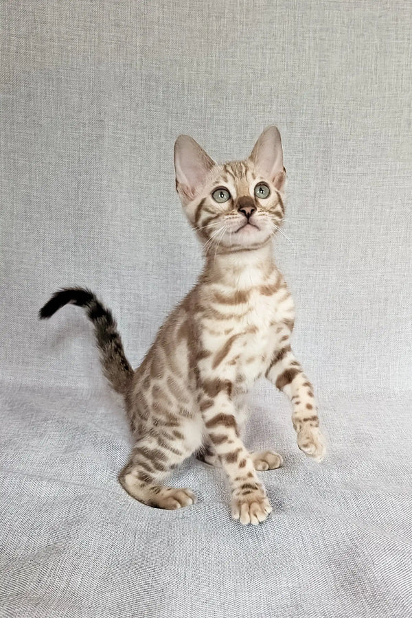 Susie | bengal kitten