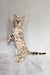 Susie | bengal kitten