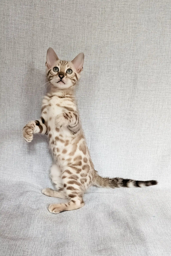 Susie | bengal kitten