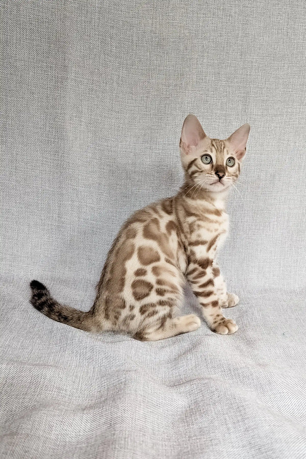 Susie | bengal kitten