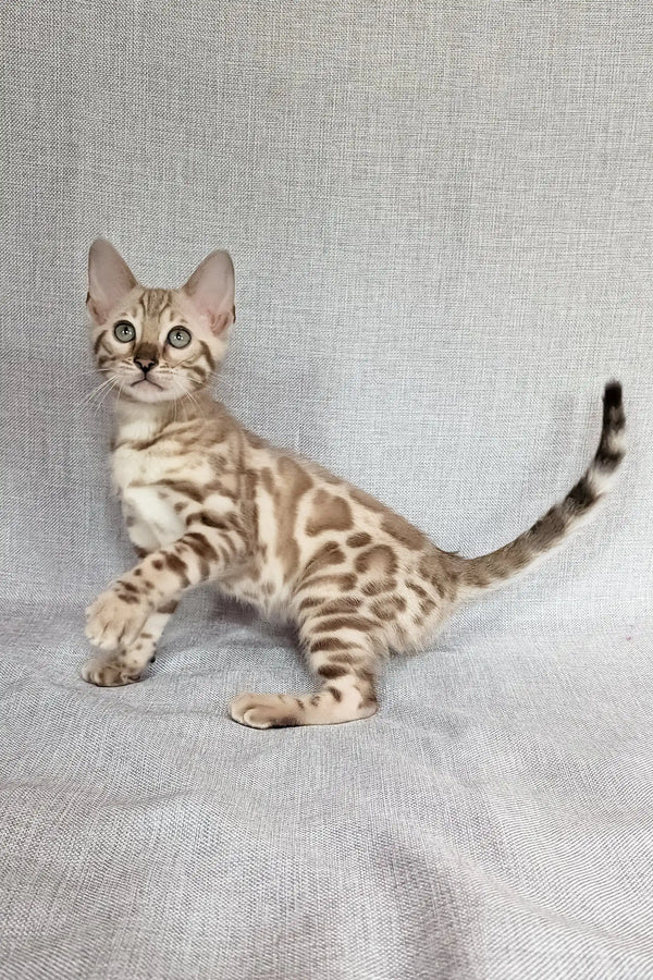 Susie | bengal kitten