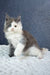 Sven | maine coon kitten