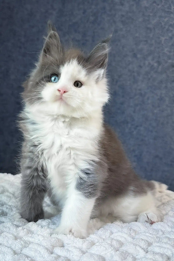 Sven | maine coon kitten