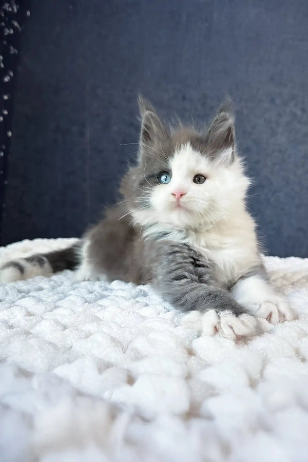 Sven | maine coon kitten
