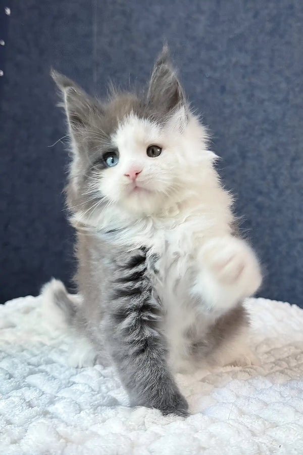 Sven | maine coon kitten
