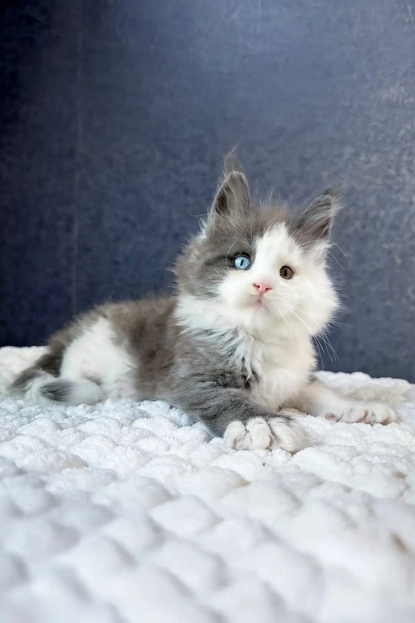Sven | maine coon kitten