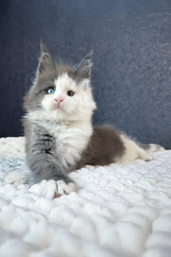 Sven | maine coon kitten