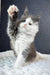 Sven | maine coon kitten