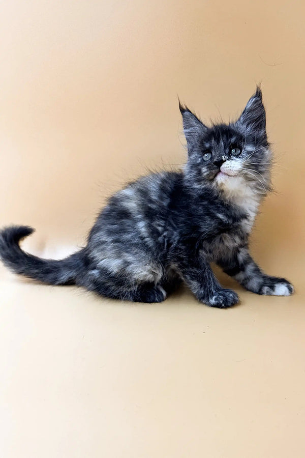 Adorable Maine Coon kitten with fluffy gray and white fur from Svetlana