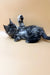 Gray tabby Maine Coon kitten lying on its back with one paw raised, super adorable!