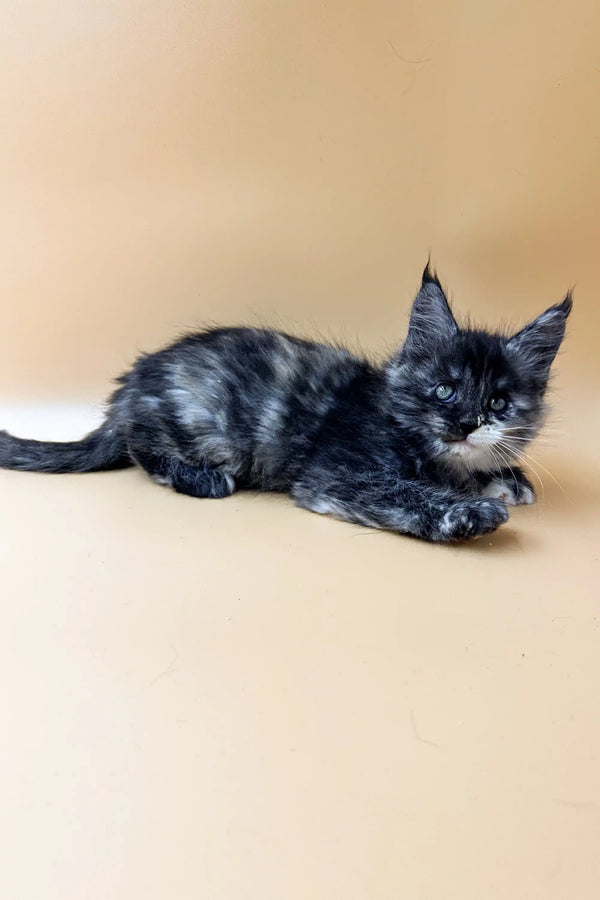 Gray and white Maine Coon kitten Svetlana cuddling on a soft surface