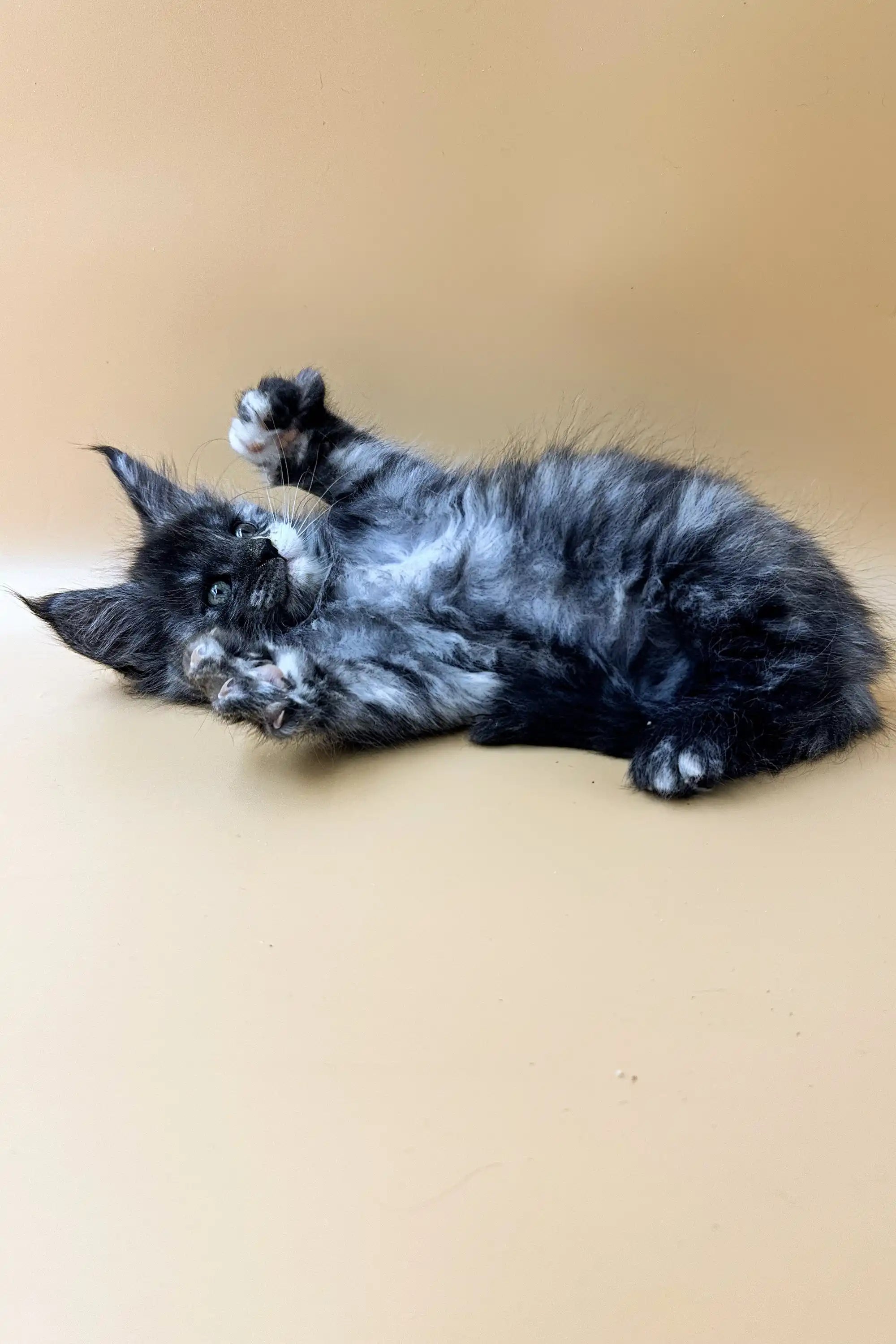 Maine Coon Kittens for Sale Svetlana | Kitten
