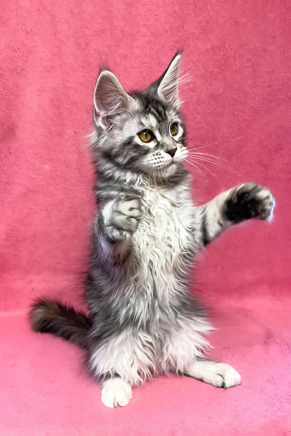 Sybil | maine coon kitten