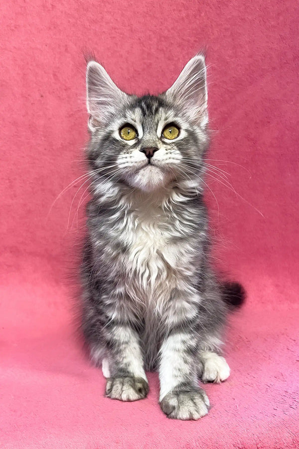 Sybil | maine coon kitten