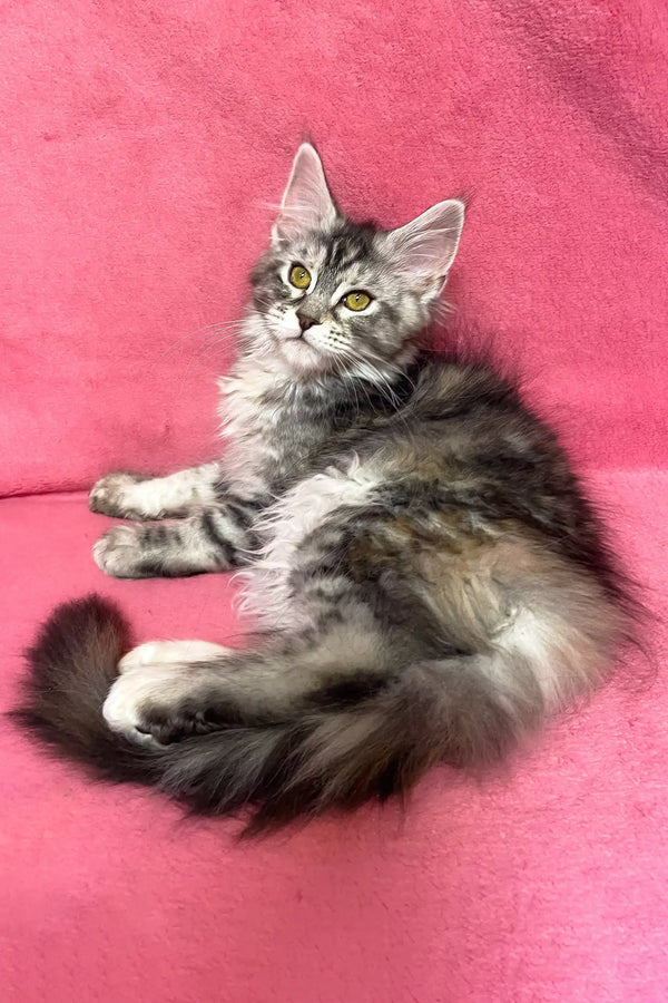 Sybil | maine coon kitten