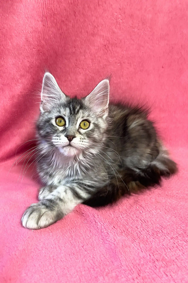 Sybil | maine coon kitten