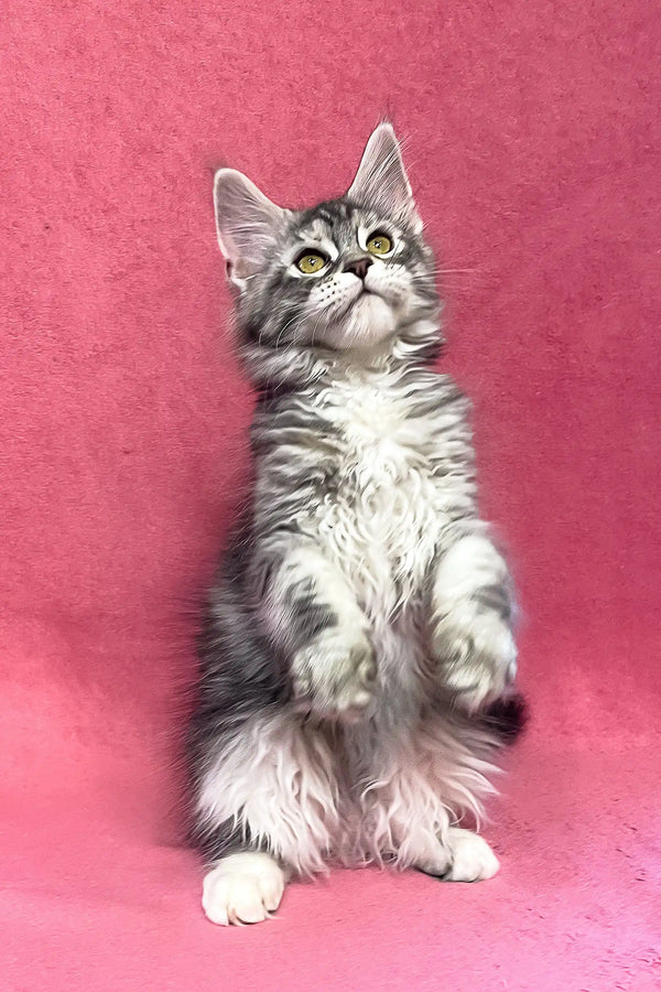 Sybil | maine coon kitten