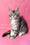 Sybil | Maine Coon Kitten