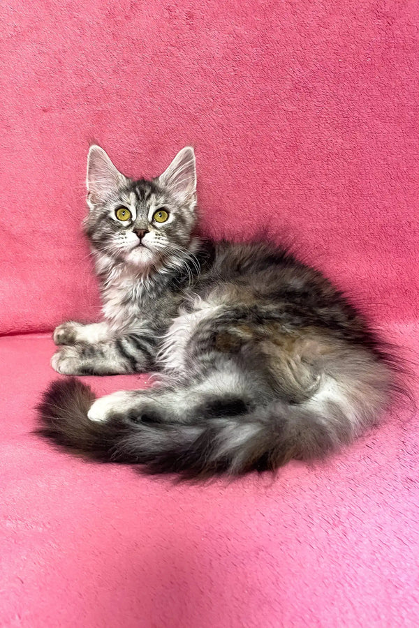 Sybil | maine coon kitten