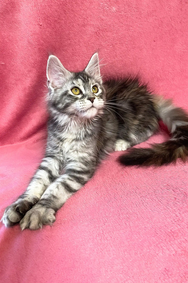Sybil | maine coon kitten