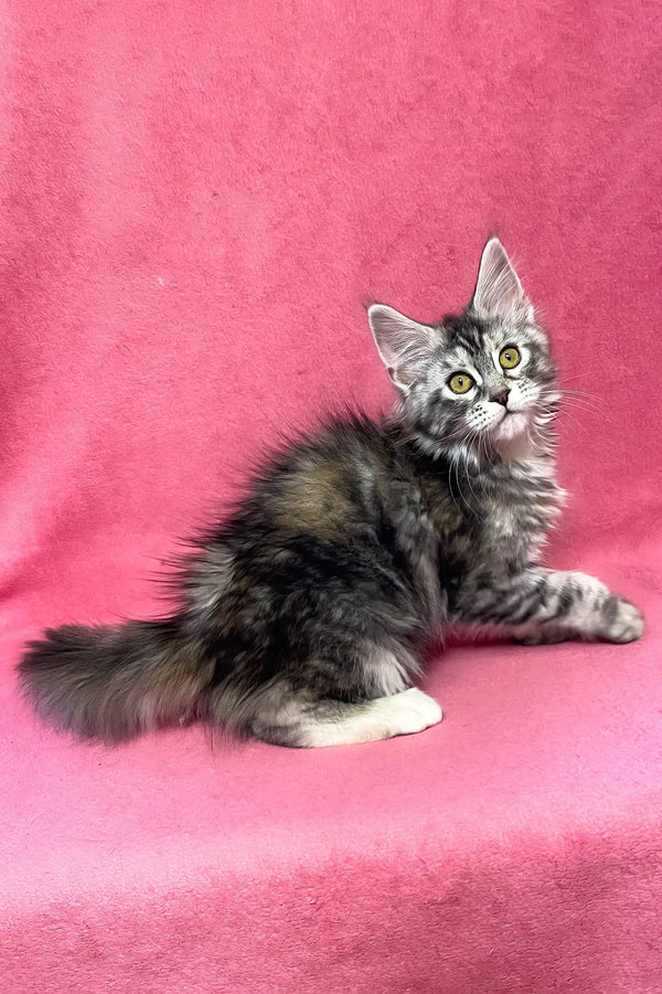 Sybil | maine coon kitten