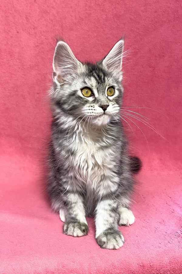 Sybil | maine coon kitten