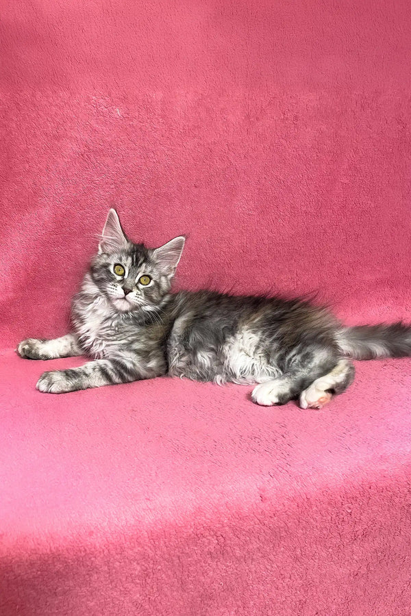 Sybil | maine coon kitten