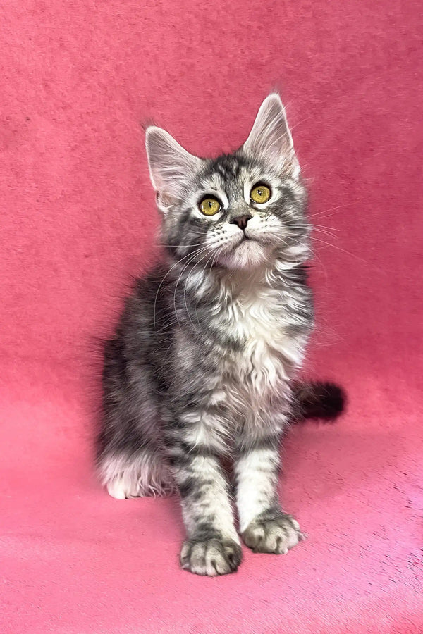 Sybil | maine coon kitten