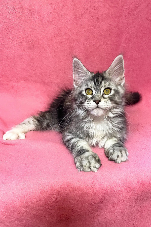 Sybil | maine coon kitten