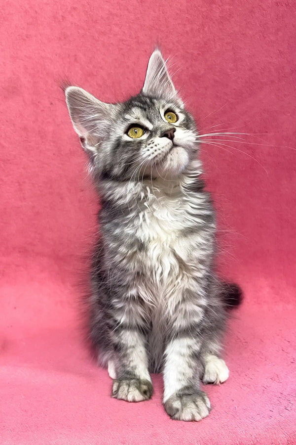 Sybil | maine coon kitten