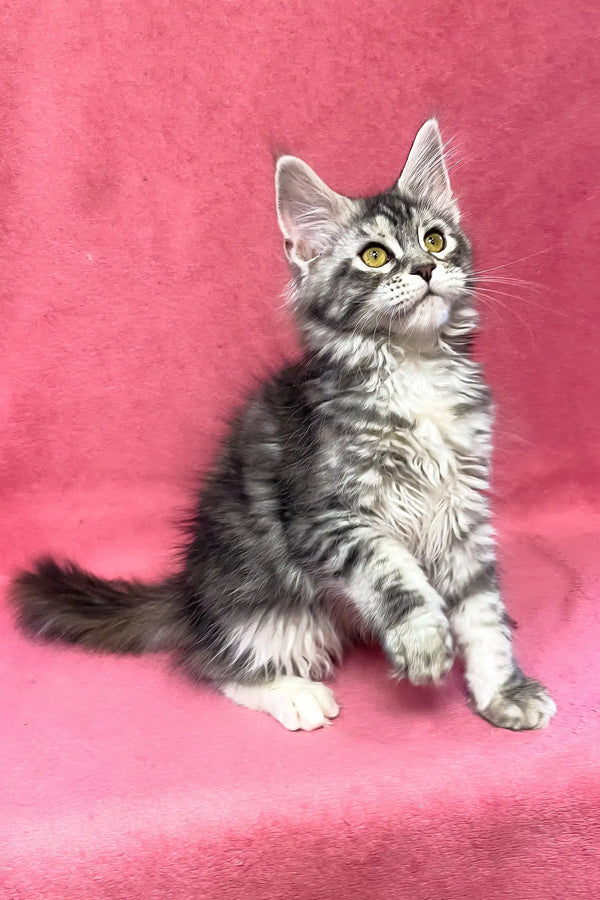 Sybil | maine coon kitten