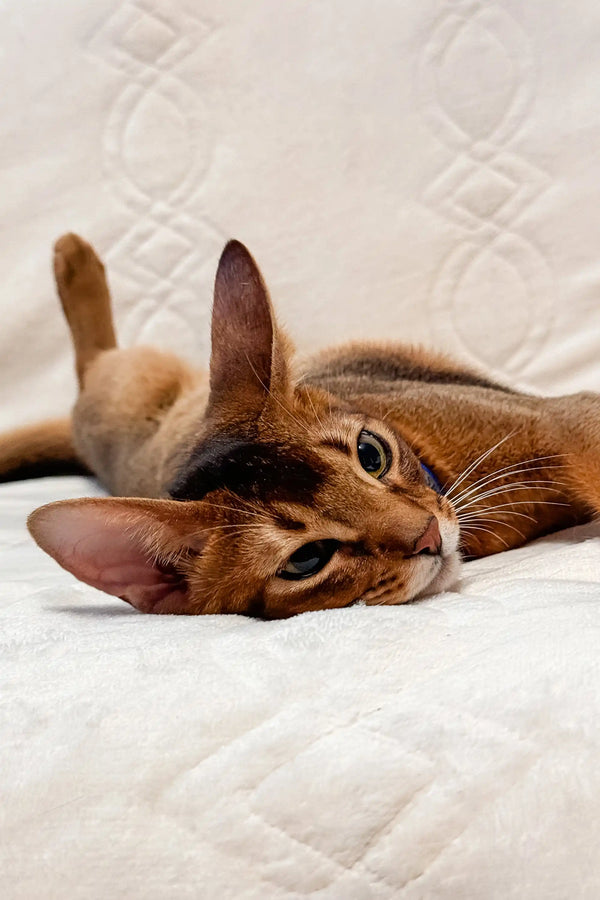 Abyssinian kitten Syltan lounging with alert golden eyes on its side