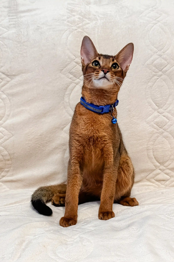 Abyssinian cat in a blue collar looks alert, perfect for the Syltan Abyssinian Kitten