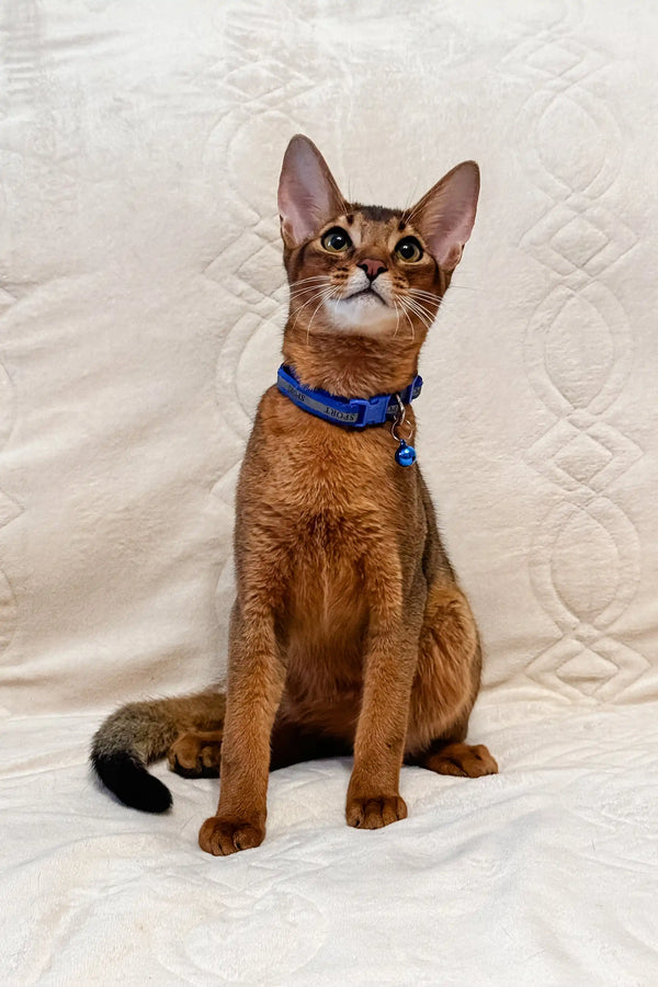 Abyssinian cat in a blue collar looking alert for Syltan Abyssinian Kitten