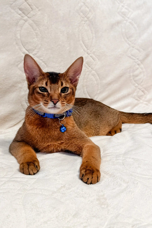 Abyssinian cat in a blue collar with a bell, relaxing for Syltan Abyssinian Kitten