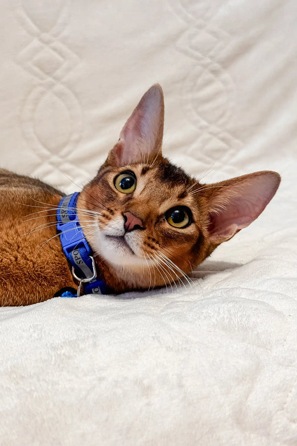 Abyssinian kitten in a blue harness lounging on its side for Syltan product