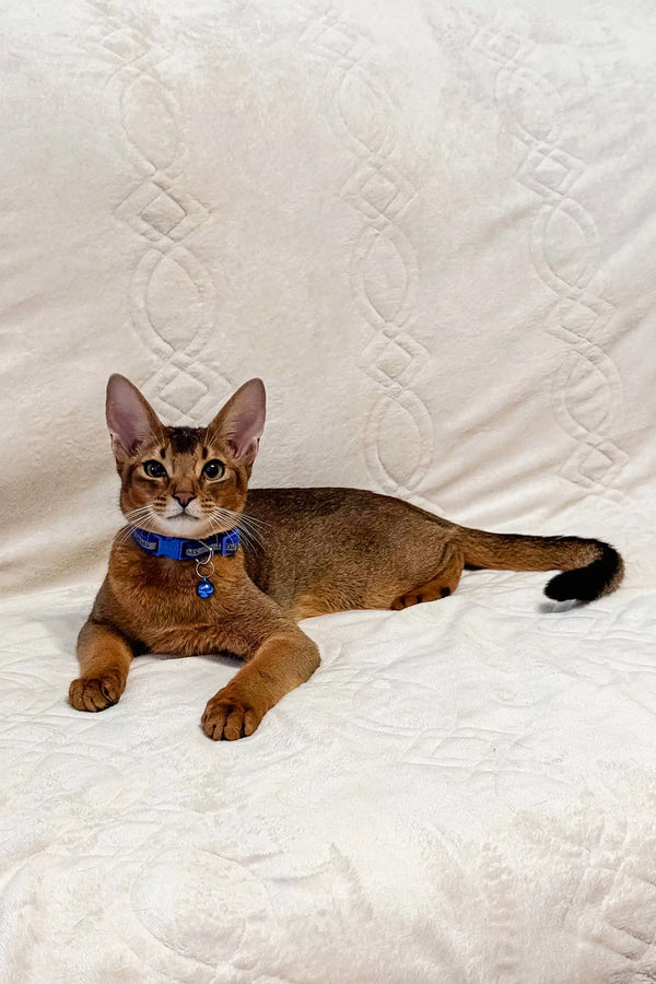 Abyssinian cat in blue collar chillin’ out for Syltan Abyssinian Kitten