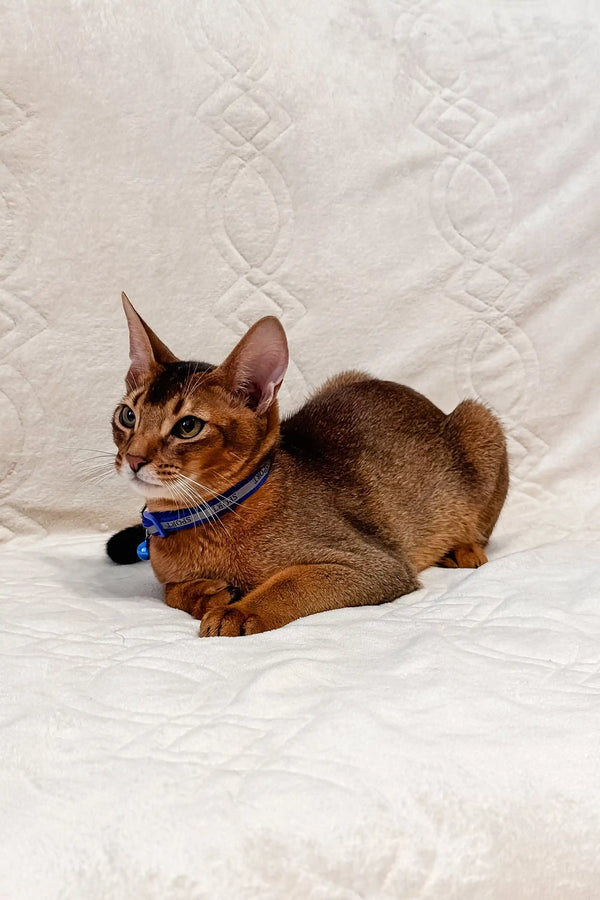 Abyssinian cat in a blue collar lounging happily for Syltan Abyssinian Kitten