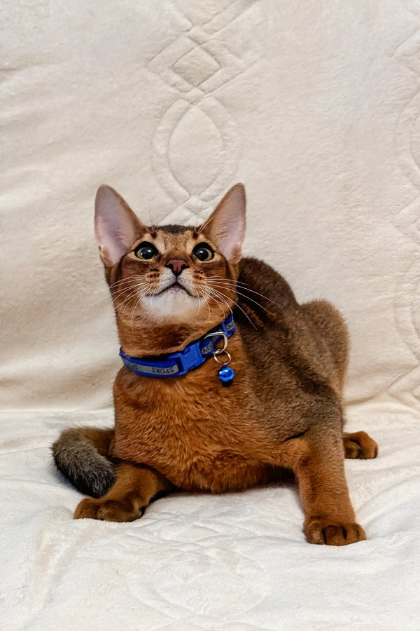 Abyssinian kitten named Syltan wearing a cute blue collar with bells