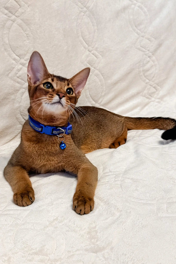 Abyssinian kitten in a blue collar lounging on soft white fabric, perfect for Syltan