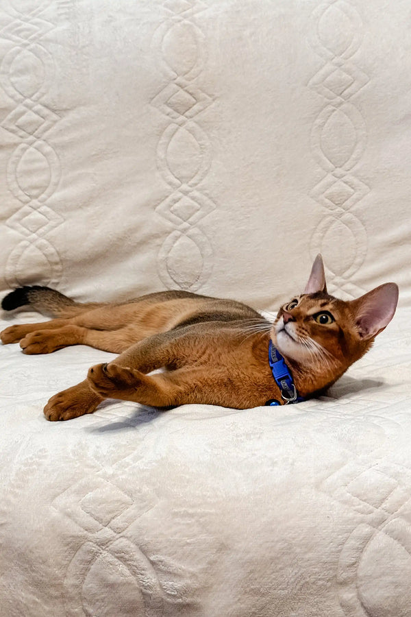 Abyssinian cat in a blue collar lounging on its back for Syltan Abyssinian Kitten