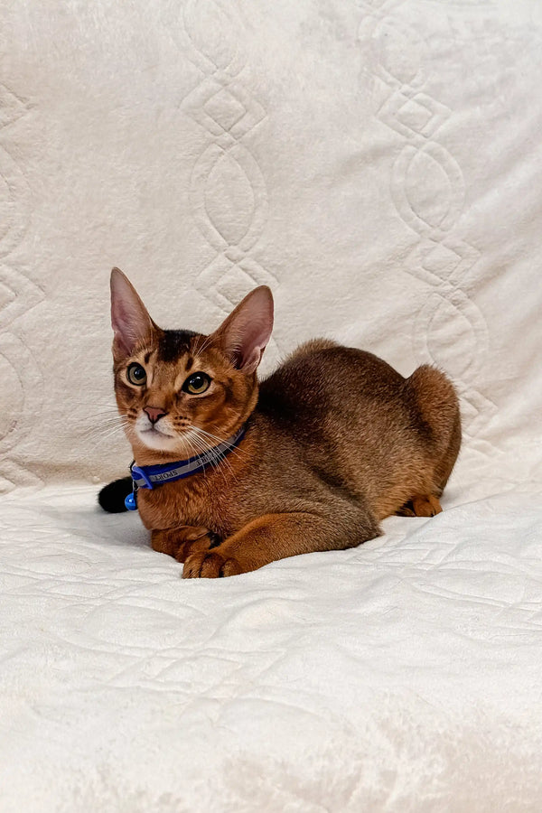Abyssinian kitten in a blue collar lounging comfortably for Syltan product