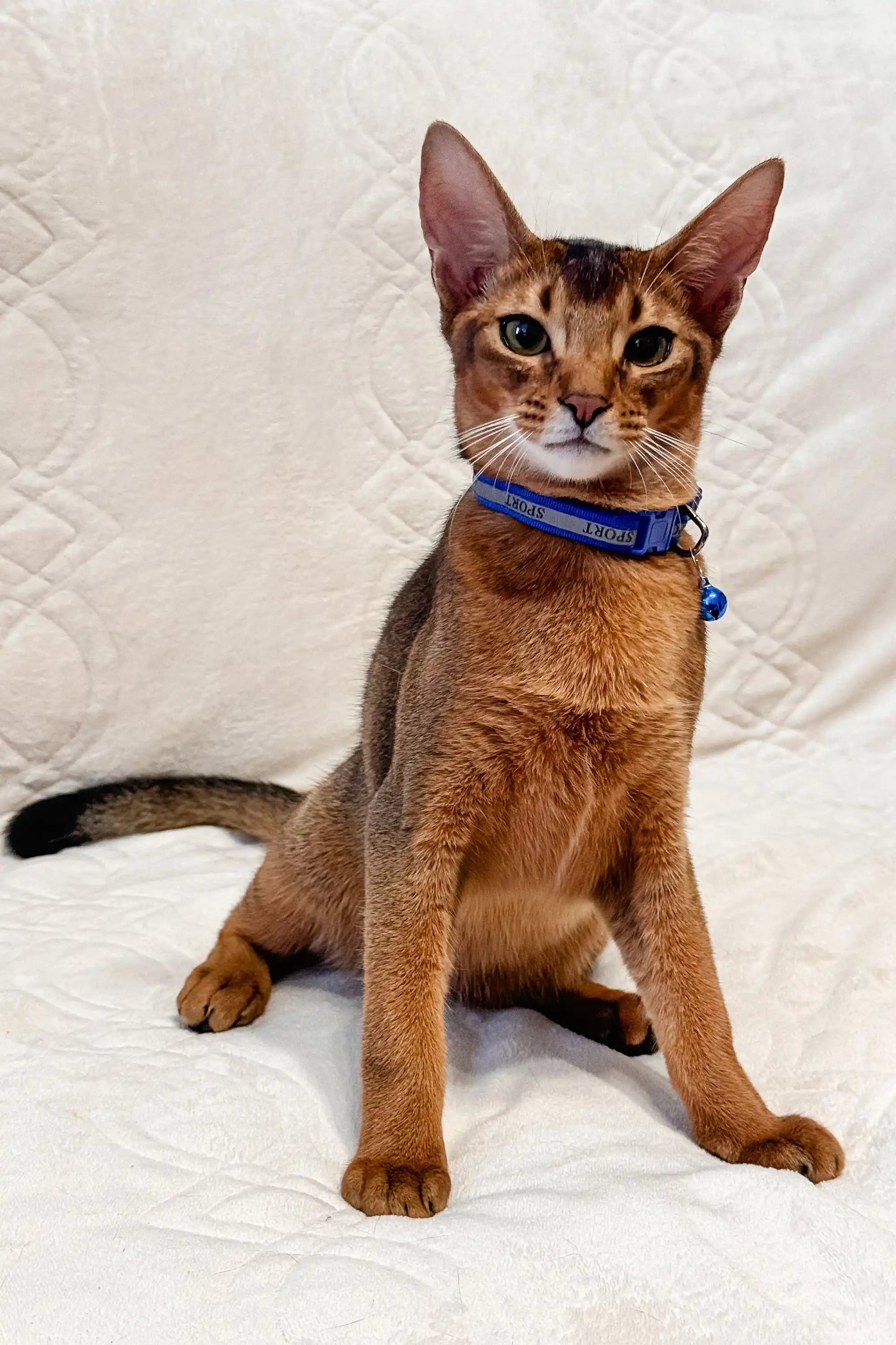 Syltan Abyssinian Kitten With Amber Eyes